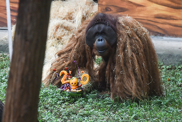 红山动物园红猩猩乐申过20岁生日啦,“灵魂画手”作品热卖