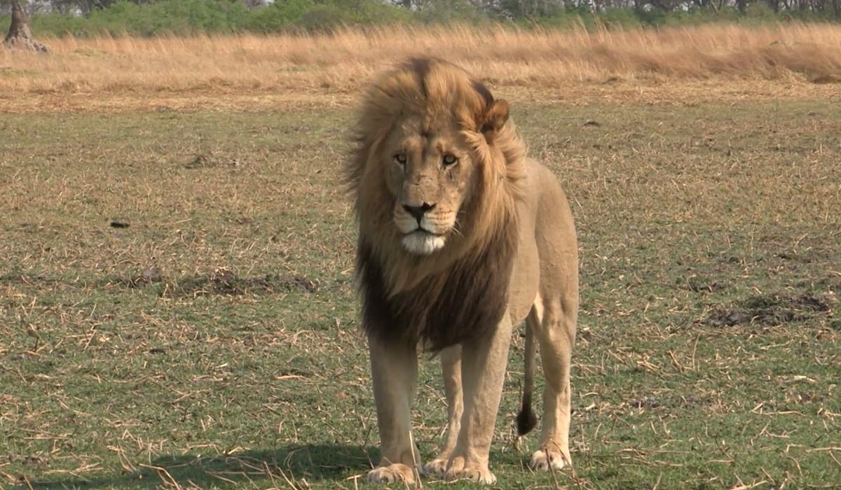 陈诚有几个主力集团军