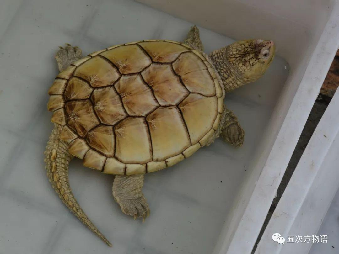 “千年老龟”的骗局