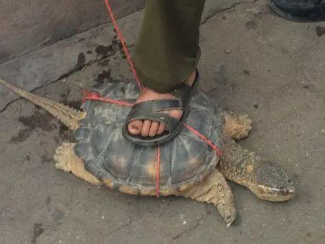 “千年老龟”的骗局