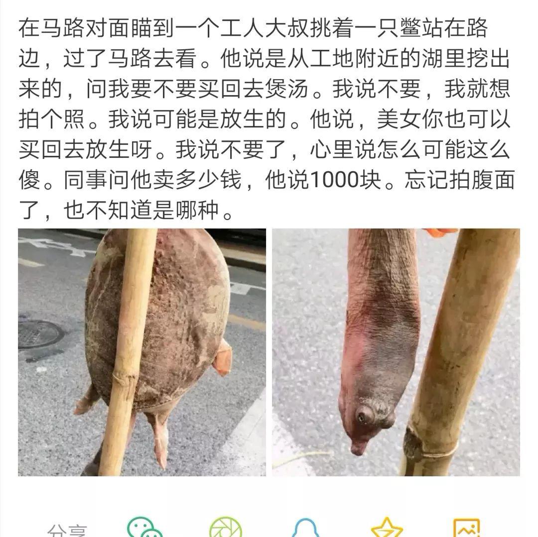 “千年老龟”的骗局