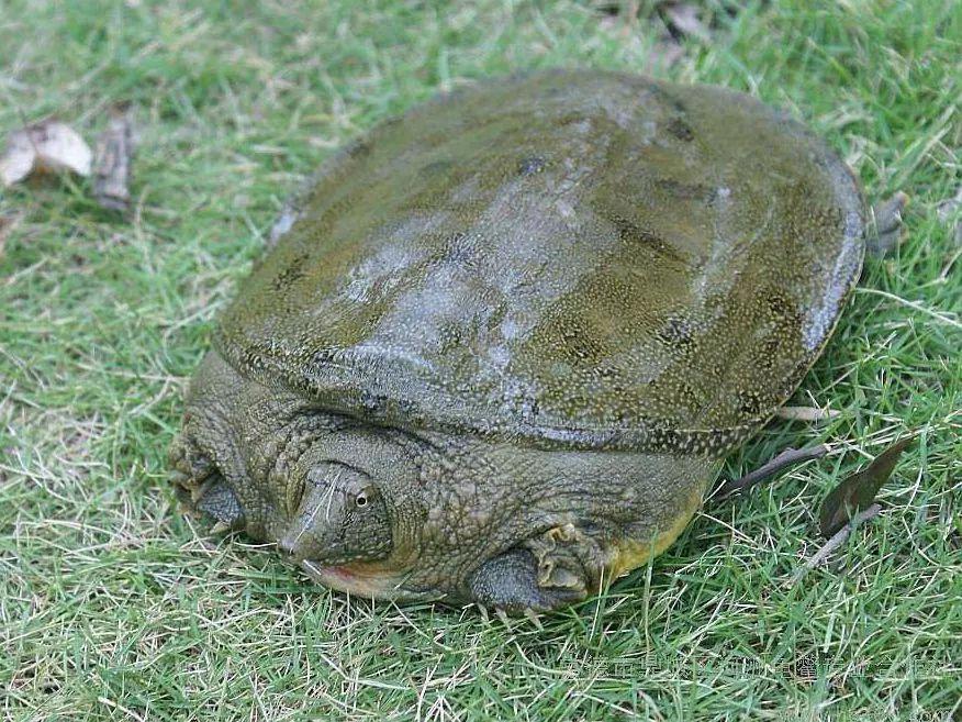 “千年老龟”的骗局