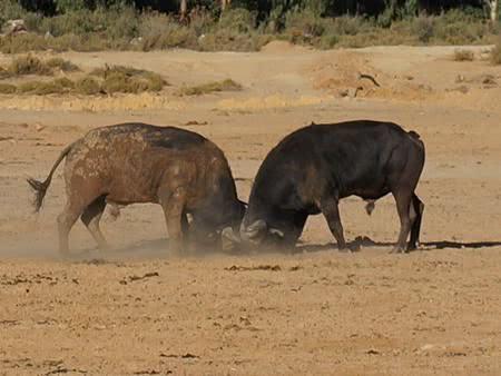 曹丕让曹植写《死牛诗》，不能出现死、斗、牛，否则就地处死