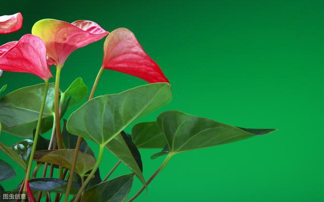 初恋的时候,我们不懂爱情,懂得爱情的时候,已错