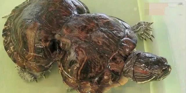 奶奶生前将手镯套乌龟身上，5年后取下镯子，男主悔青肠子