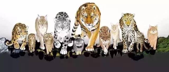 中国8种野生小型猫科动物简介 中国8种野生小型猫科动物简介