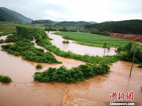湖南强降雨致永州农作物受灾。 陈定中 摄