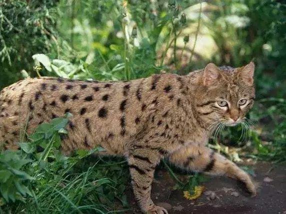 中国8种野生小型猫科动物简介 中国8种野生小型猫科动物简介