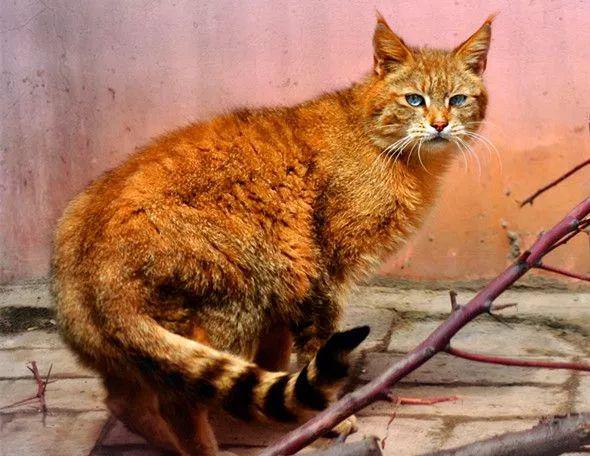 中国8种野生小型猫科动物简介 中国8种野生小型猫科动物简介