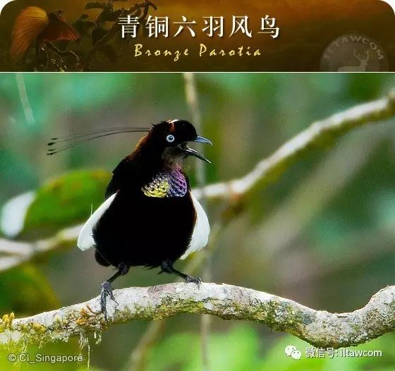 来自天国乐园的极乐鸟