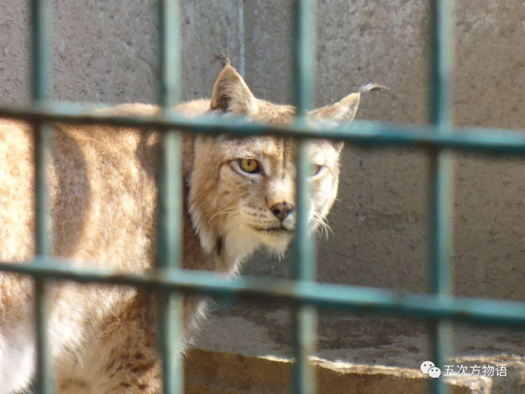 中国8种野生小型猫科动物简介 中国8种野生小型猫科动物简介