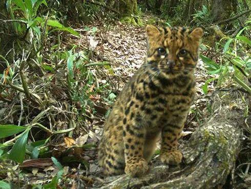 中国8种野生小型猫科动物简介 中国8种野生小型猫科动物简介