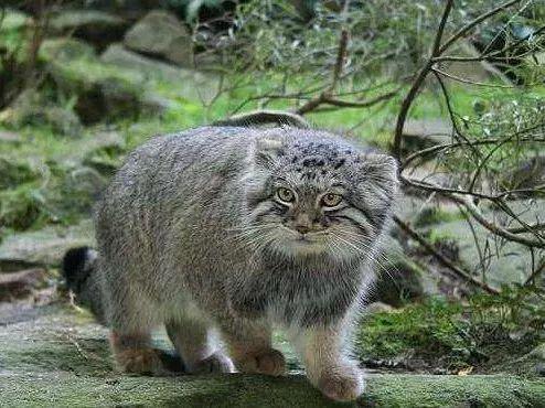 中国8种野生小型猫科动物简介 中国8种野生小型猫科动物简介