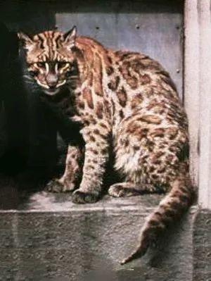 中国8种野生小型猫科动物简介 中国8种野生小型猫科动物简介