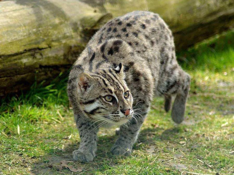 中国8种野生小型猫科动物简介 中国8种野生小型猫科动物简介