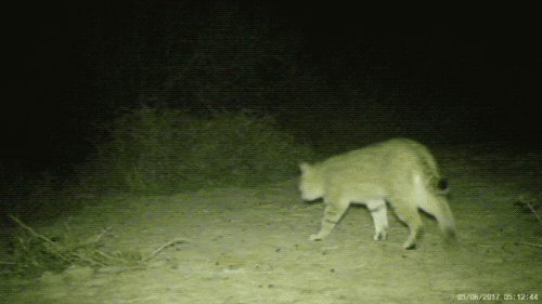 中国8种野生小型猫科动物简介 中国8种野生小型猫科动物简介