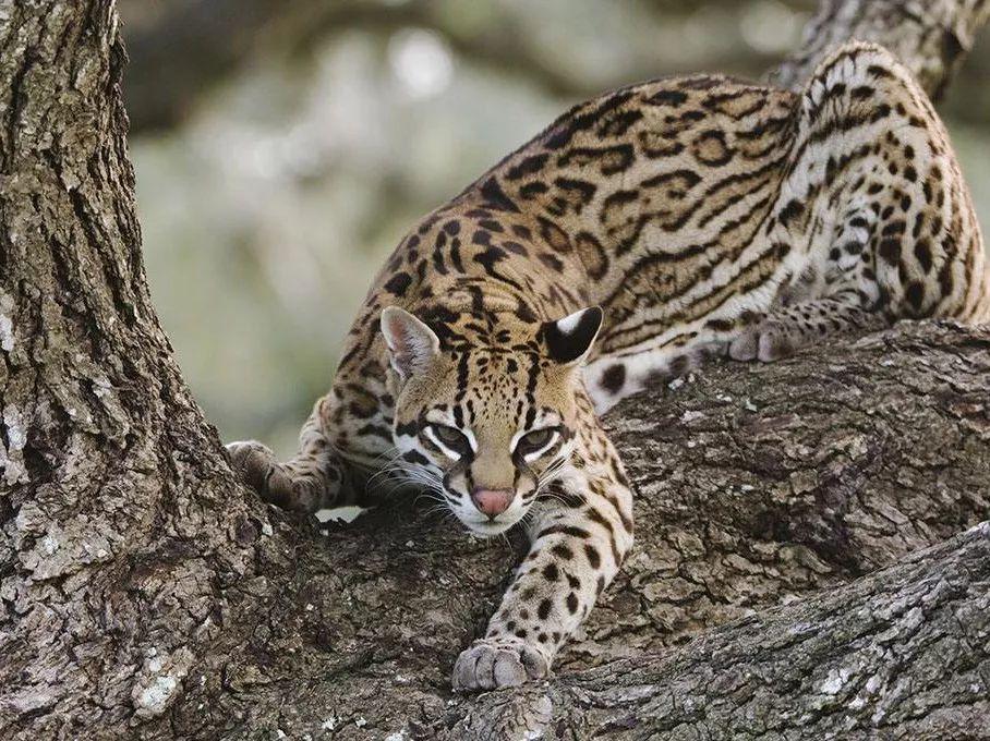 中国8种野生小型猫科动物简介 中国8种野生小型猫科动物简介