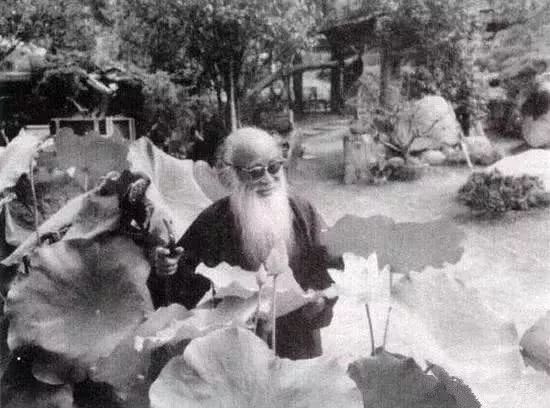 张大千画的荷花,被徐悲鸿赞到天上去了!