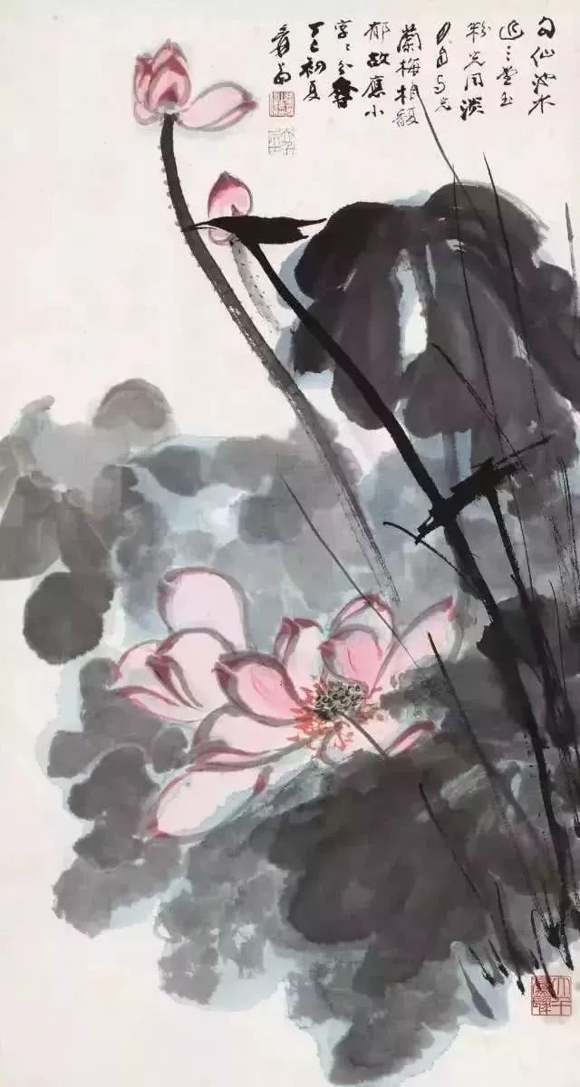 张大千画的荷花,被徐悲鸿赞到天上去了!