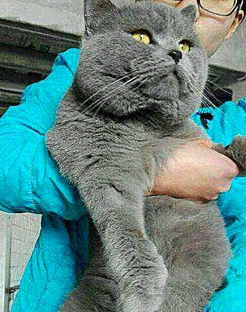 半年前送只小蓝猫给奶奶,如今再一看,妹子当场呆住了