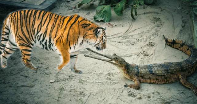 都是单挑高手,老虎和鳄鱼单打独斗谁厉害?专家