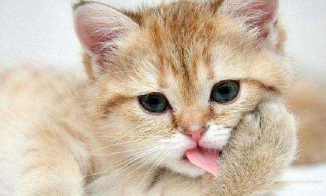 喊猫咪名字没有回应，给猫咪取名有用吗？