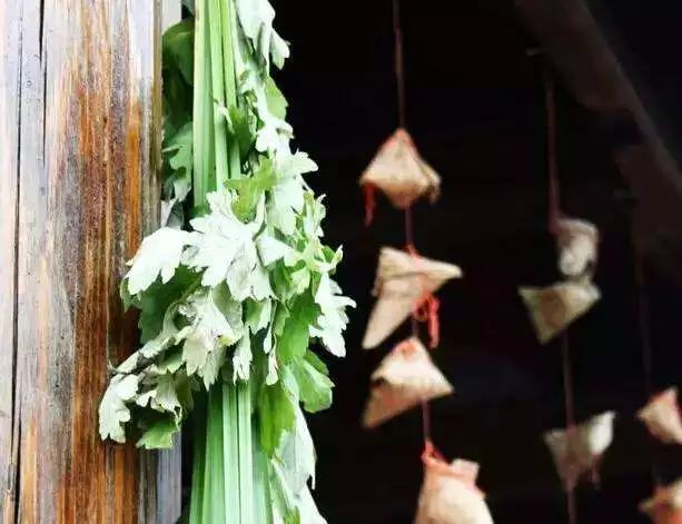 采菖蒲艾草,向自然借来力量保护身体
