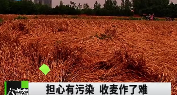 新京报评70亩小麦必须手割:别为数据好看故意刁难