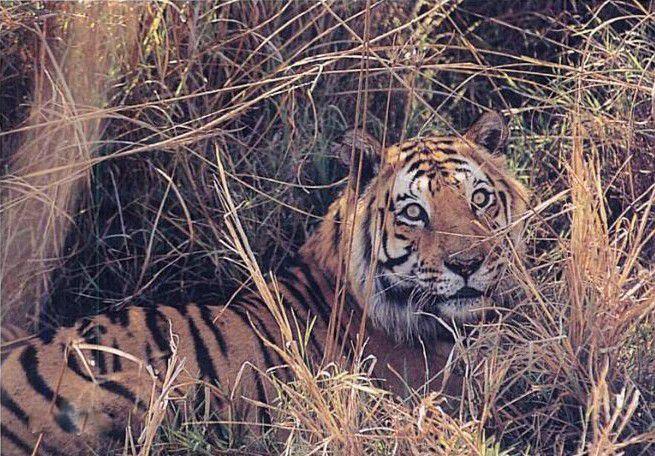 世界上最出名的一头老虎，统治领地十年之久，最终死于外孙之手