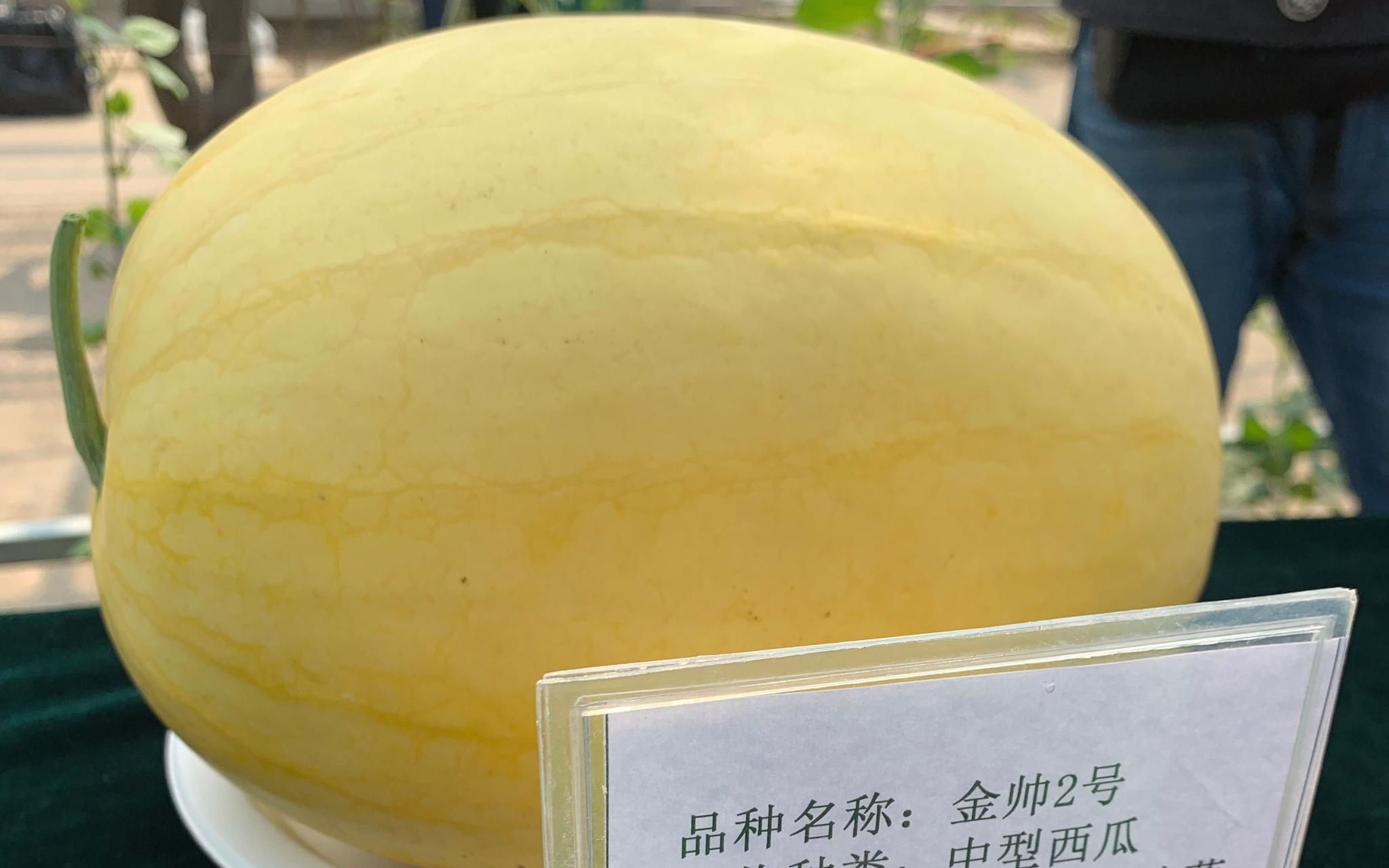 黑料吃瓜网正式版，黑料社-今日独家爆料正能量，女门徒个个都思杀我漫画星球，17CGCG吃瓜网爆料