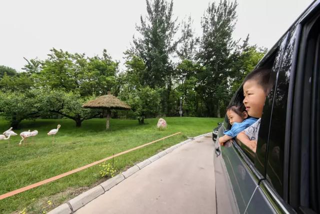 开着别克GL6游北京野生动物园