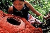世界上8种罕见的珍稀植物，见过的人真不多