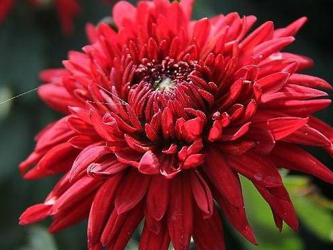 家养“花王”，比牡丹好养，比菊花富贵，一开150天，花语：真爱