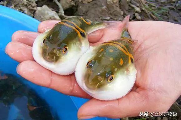 想吃河豚鱼吗？注意，只有两种是合法的