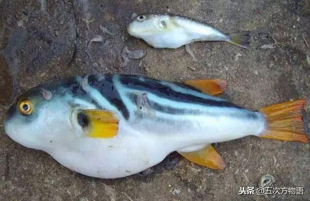 想吃河豚鱼吗？注意，只有两种是合法的