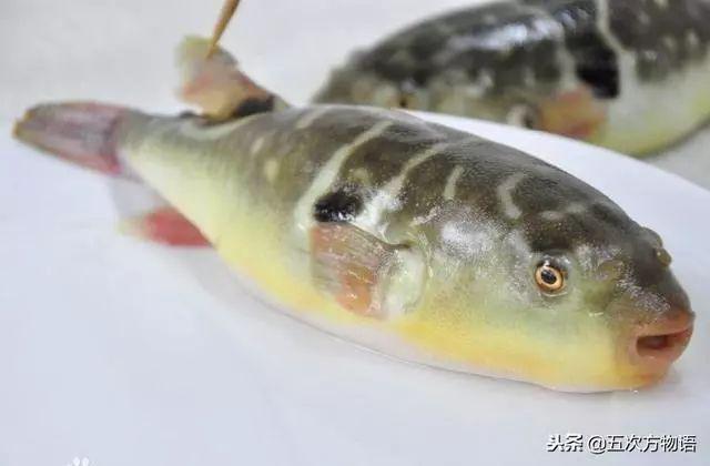 想吃河豚鱼吗？注意，只有两种是合法的