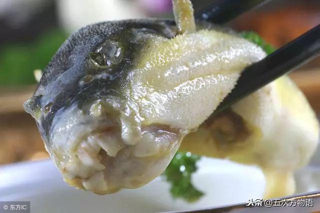 想吃河豚鱼吗？注意，只有两种是合法的