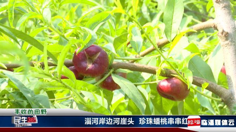 临淄：河崖头处淄河边　珍珠蟠桃串串红