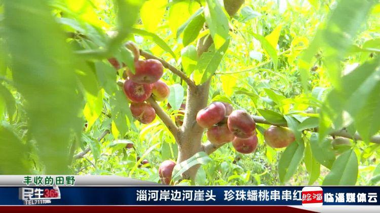 临淄：河崖头处淄河边　珍珠蟠桃串串红