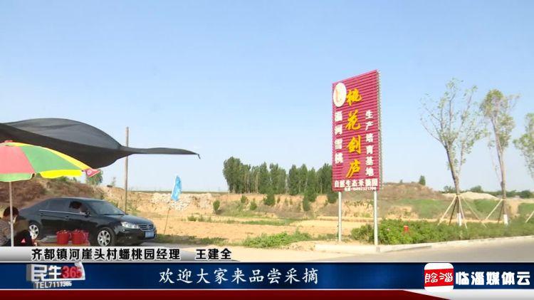 临淄：河崖头处淄河边　珍珠蟠桃串串红