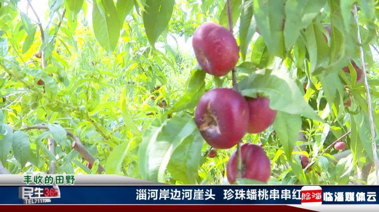 临淄：河崖头处淄河边　珍珠蟠桃串串红