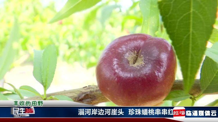 临淄：河崖头处淄河边　珍珠蟠桃串串红