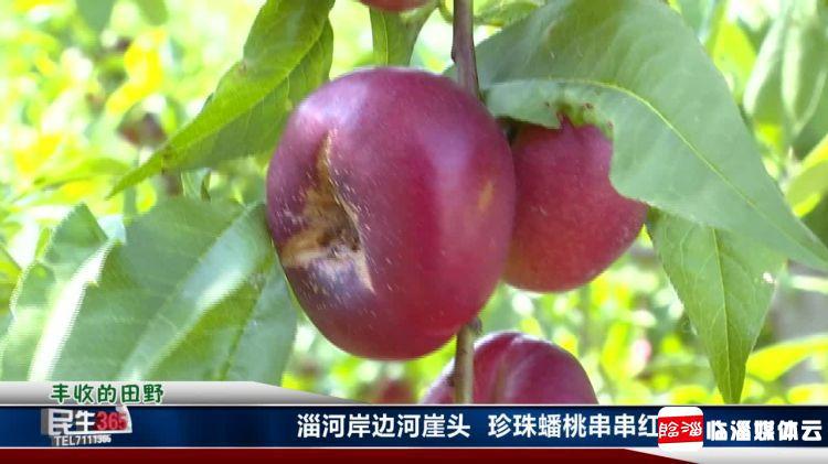 临淄：河崖头处淄河边　珍珠蟠桃串串红