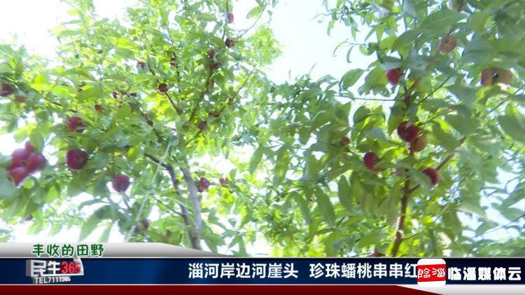 临淄：河崖头处淄河边　珍珠蟠桃串串红