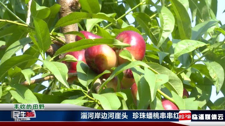 临淄：河崖头处淄河边　珍珠蟠桃串串红