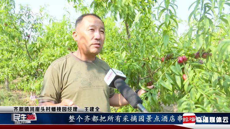 临淄：河崖头处淄河边　珍珠蟠桃串串红