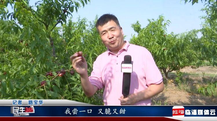 临淄：河崖头处淄河边　珍珠蟠桃串串红