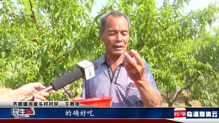 临淄：河崖头处淄河边　珍珠蟠桃串串红