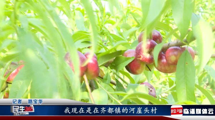 临淄：河崖头处淄河边　珍珠蟠桃串串红