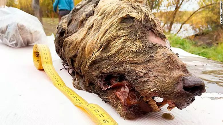 狼头一颗,4万年的。